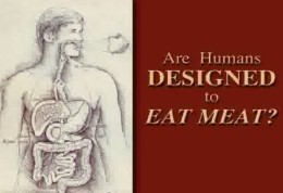 Are humans designed to eat meat Size260