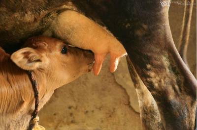 Cow's Milk is Baby Calf Growth Fluid
