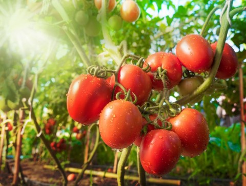 Tomatoes on Vine in Sunshine