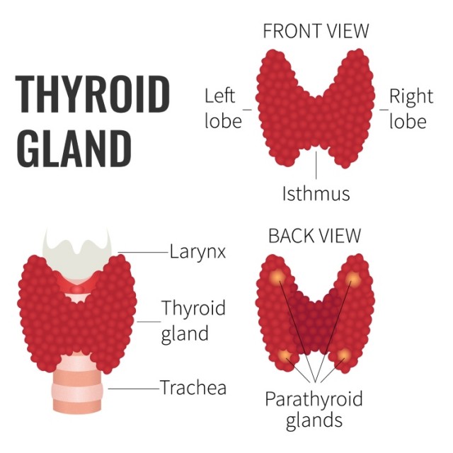Thyroid Gland Diagrams 